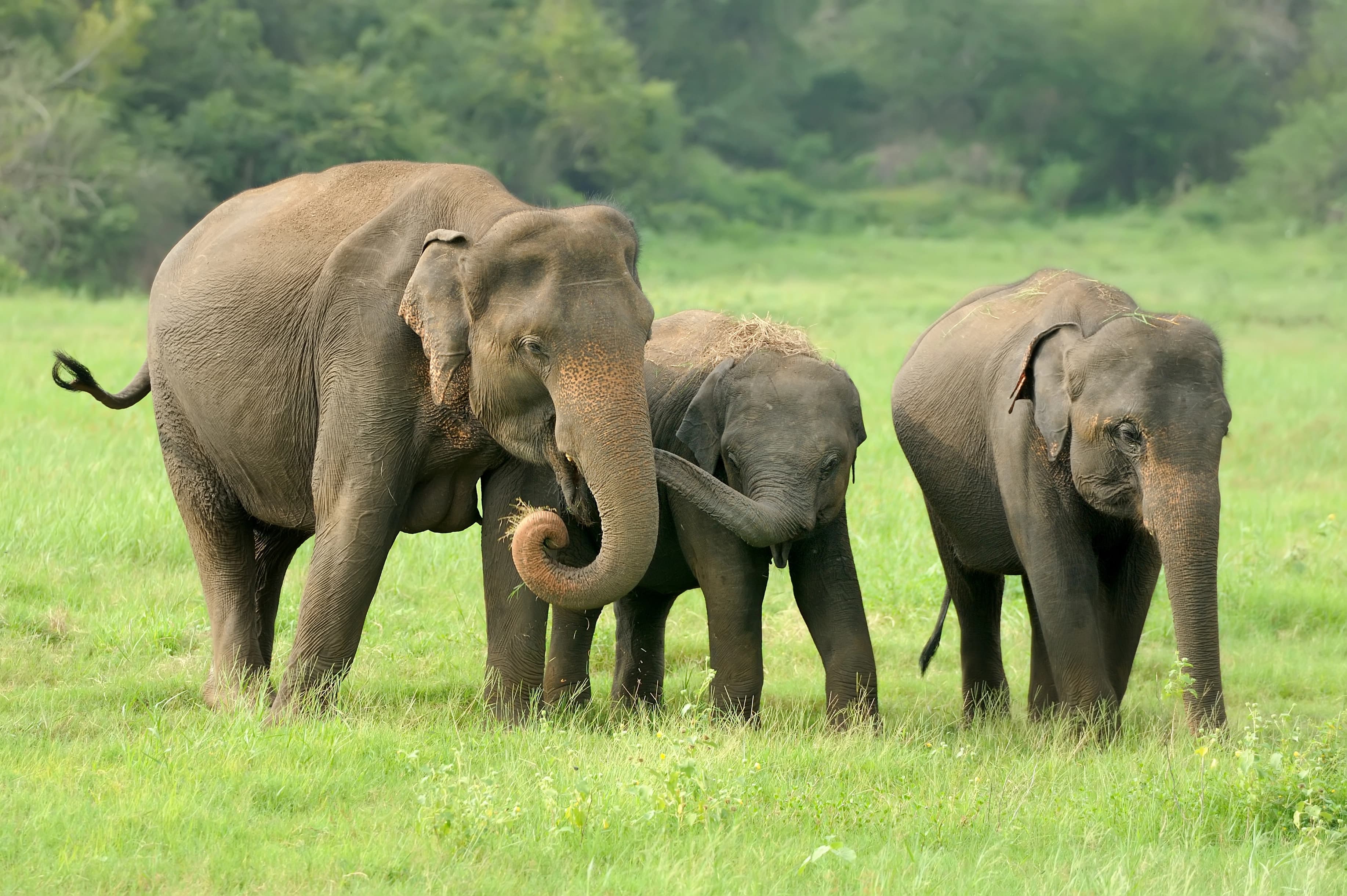 Elephant in the wild