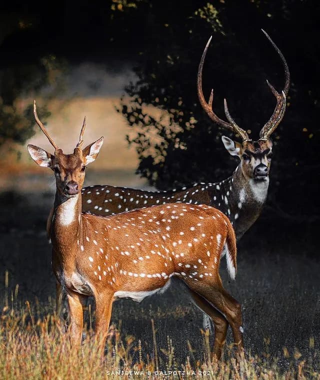 Wildlife Tours