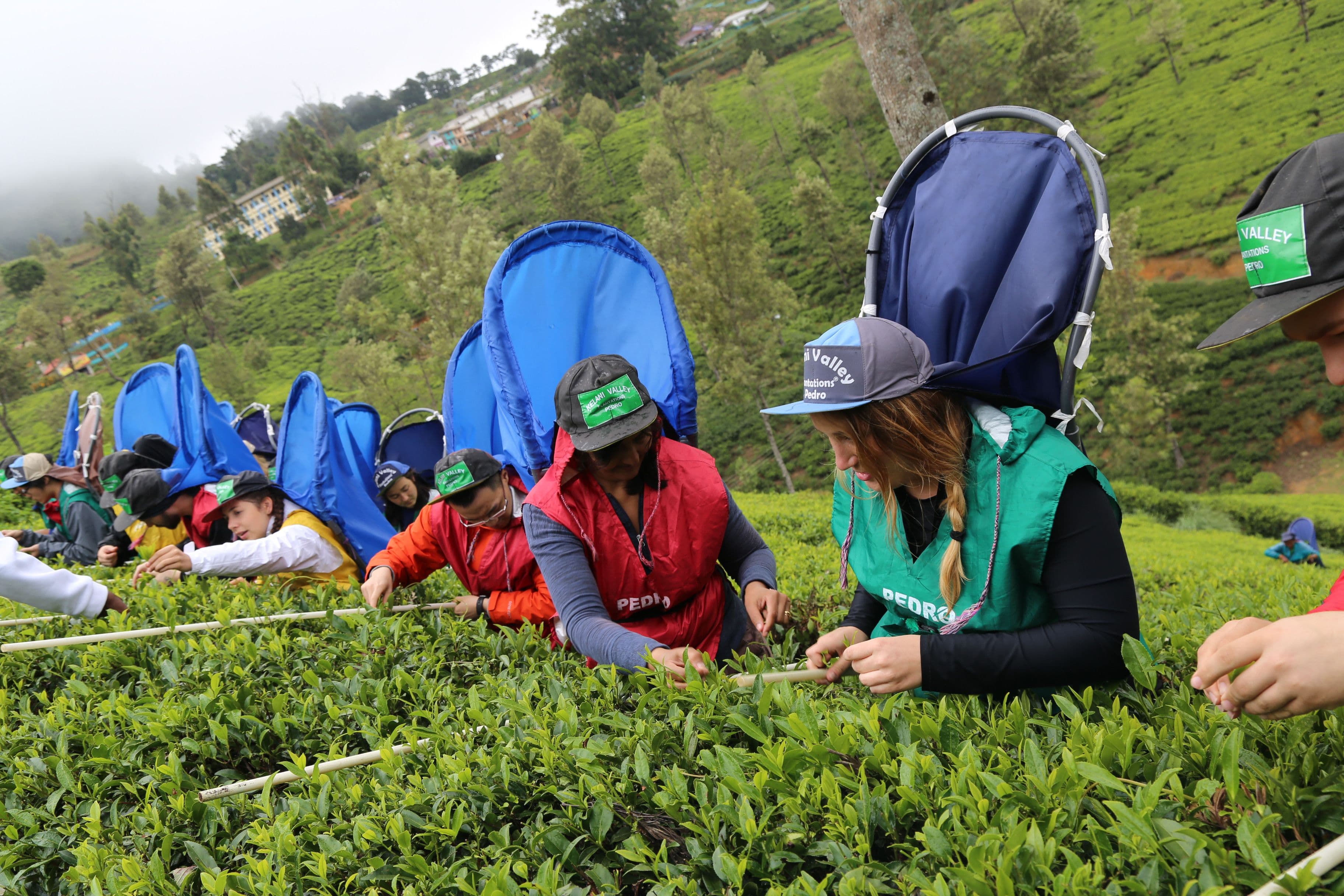 10 Days Hidden Gems & Adventure Tour in Sri Lanka Hosted By Emma gallery 4
