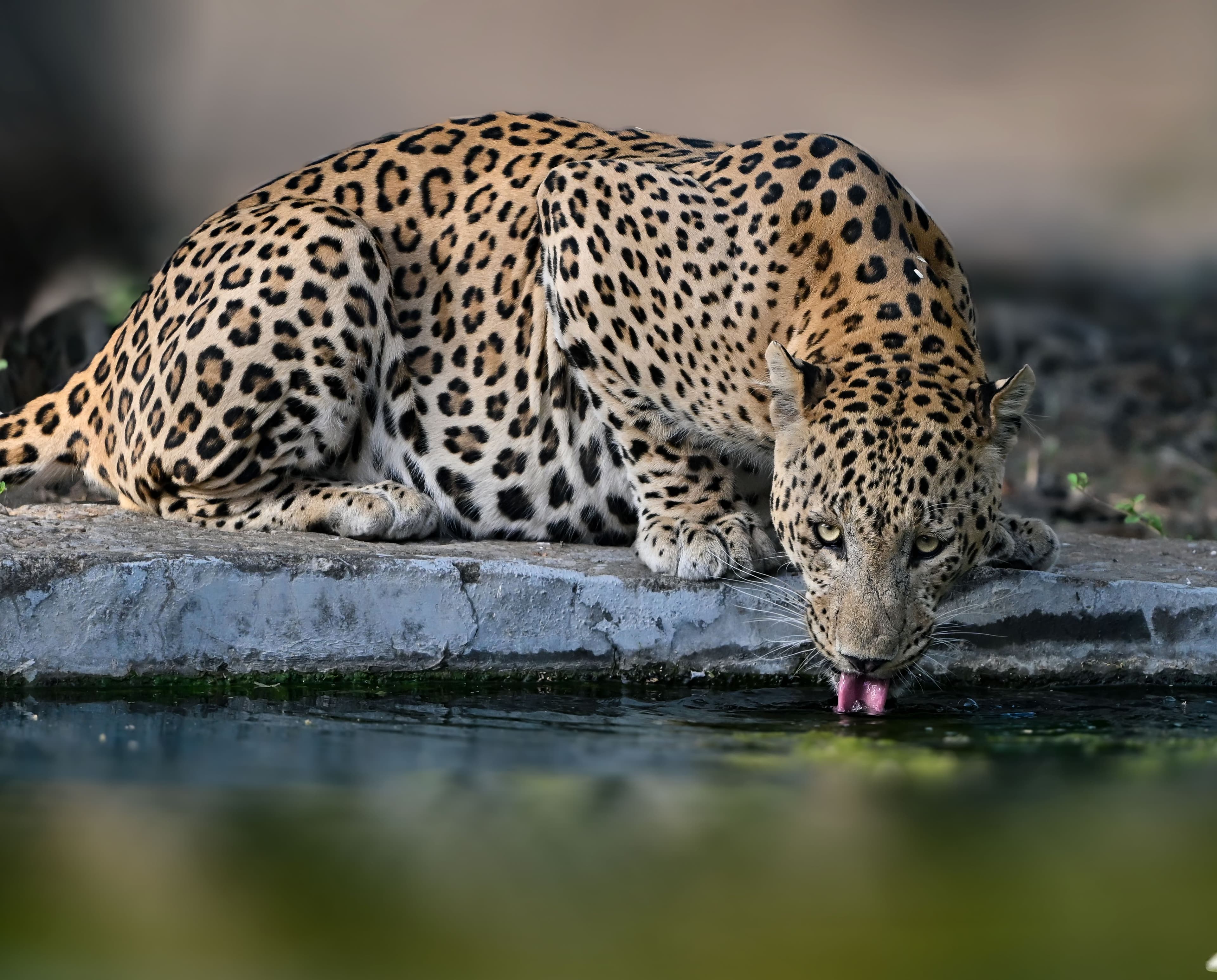 10 Days Hidden Gems & Adventure Tour in Sri Lanka Hosted By Emma gallery 8