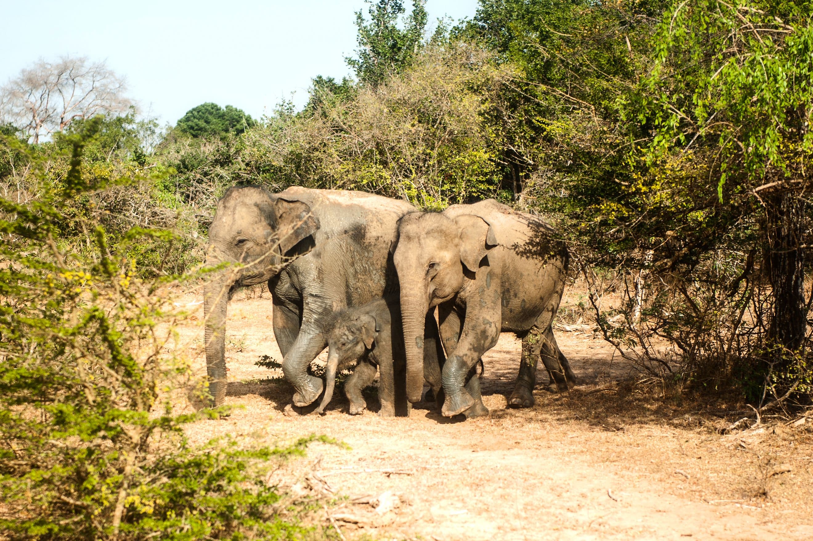 10 Days Hidden Gems & Adventure Tour in Sri Lanka Hosted By Emma gallery 9