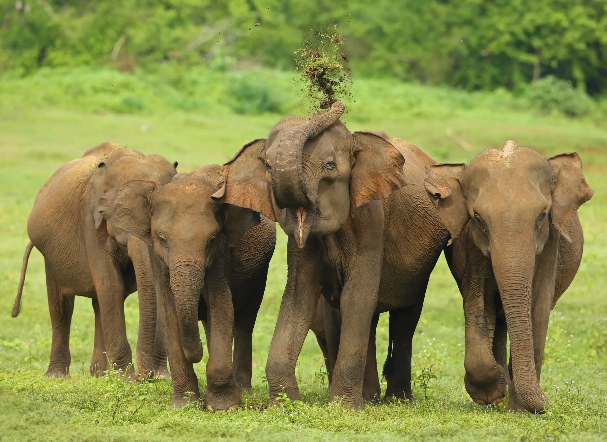 Honeymoon Getaway Sri Lanka 10 Days Tour Package gallery 5