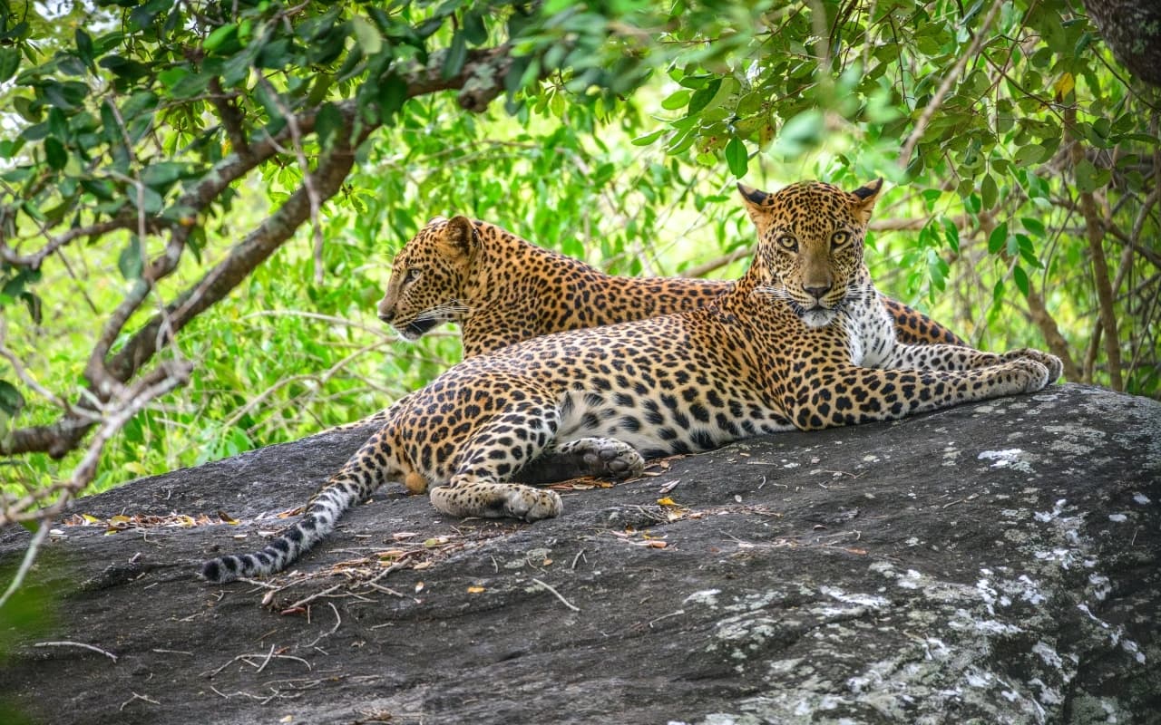 Mesmerizing Sri Lanka In 7 Days gallery 9